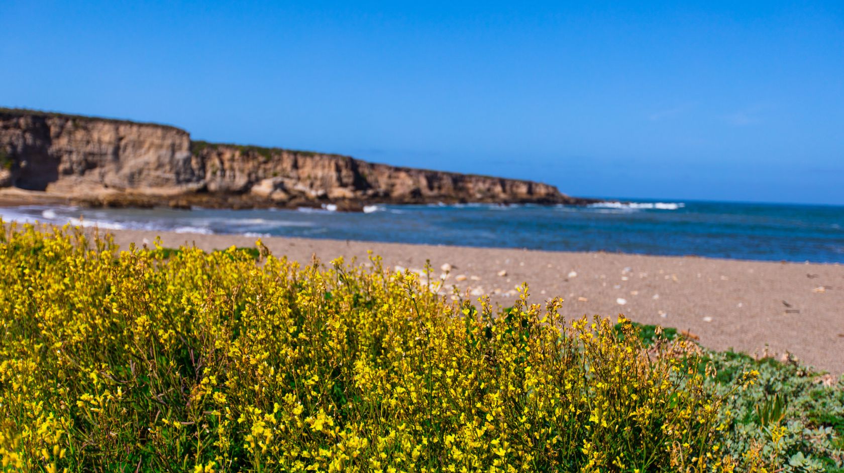 A Beach With Yellow Flowers