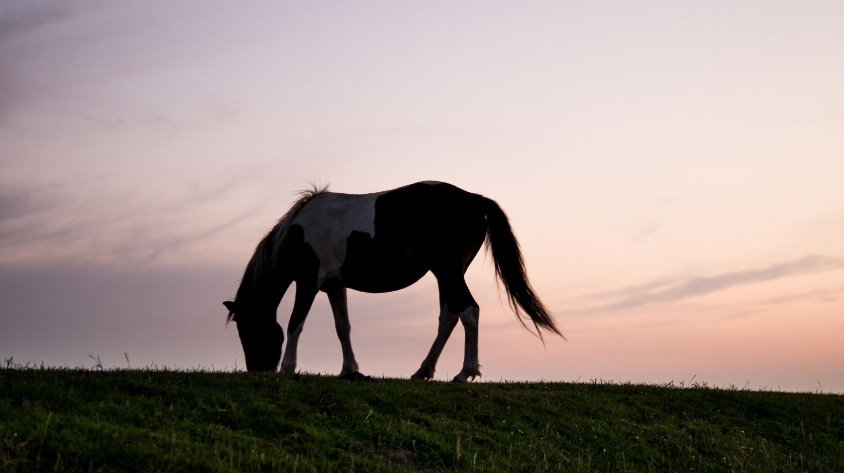 Silhouette of a beautiful horse in Montana de Oro